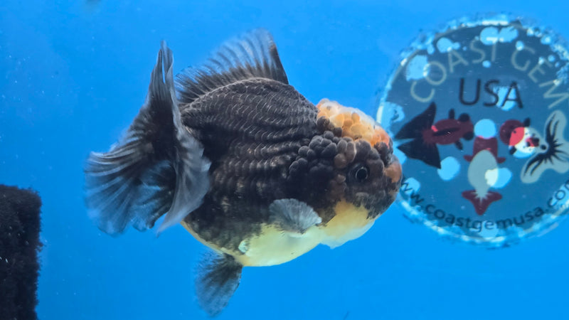 Thai Kirin Calico Yuanbao Oranda 3.00 inch Body Female (NNN-2064)R1A01