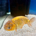 Thai Ranchu Gold Calico Body 3in Female (FEB-495)R3B10