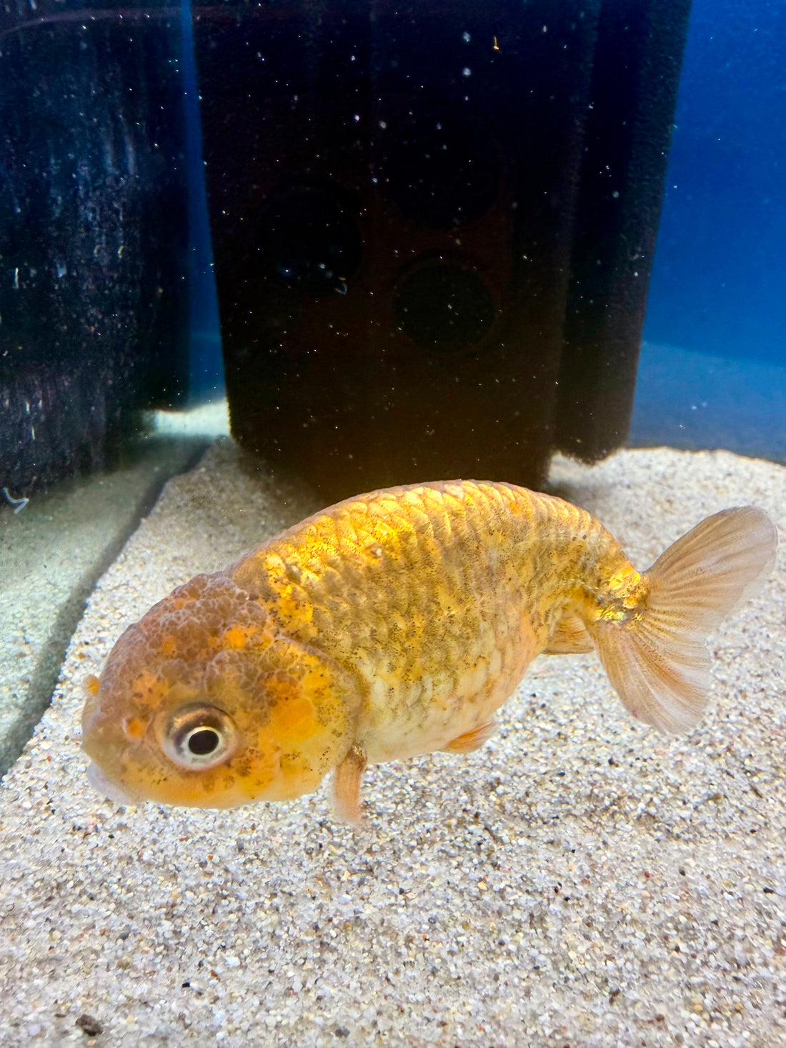 Thai Ranchu Gold Calico Body 3in Female (FEB-495)R3B10