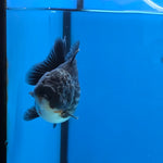 Thai Oranda Kirin Shogun Farm 3.5" Body Female 8mths(FEB-554)R3A02