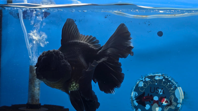 Thai Black Oranda Super Orchid Tail 3.50 inch Body Male Medium Breed (NNN-3025)R3A16