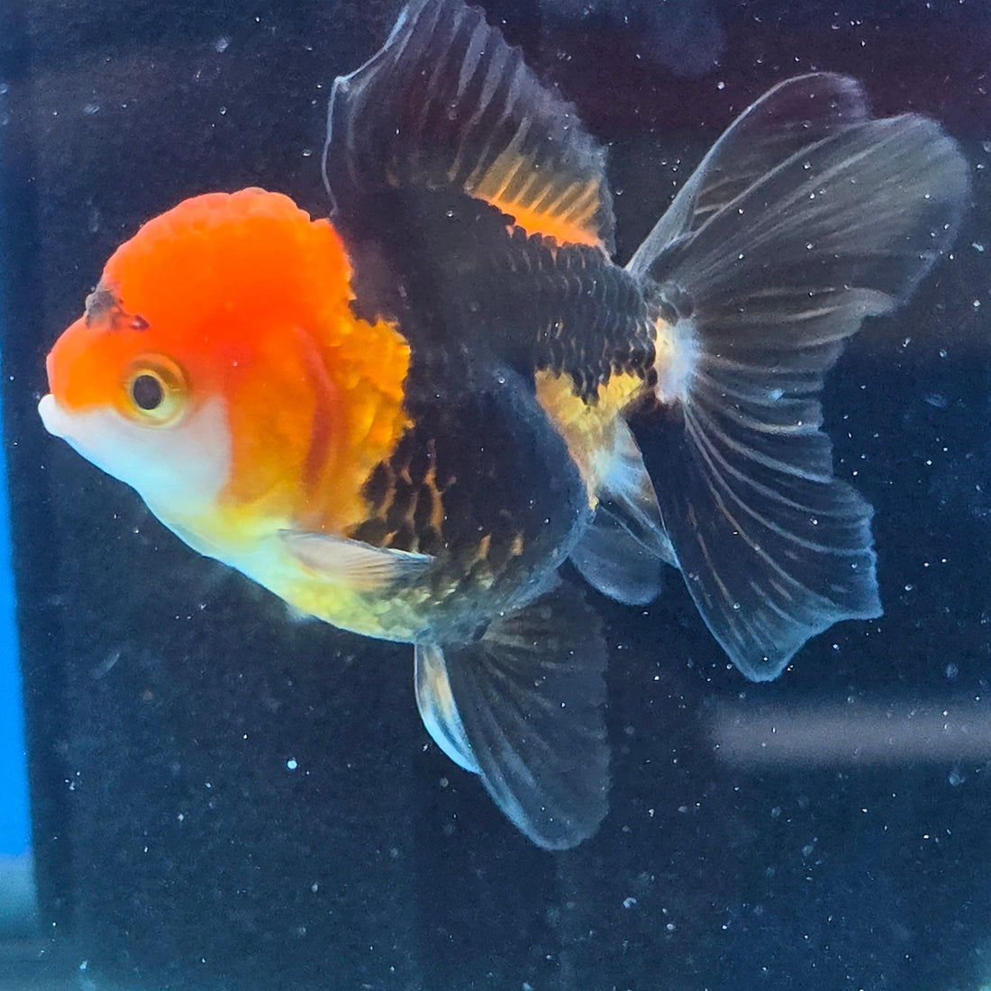 Thai Oranda Apache body breed 2.5" Body Female 6mths(FEB-565)R3B22