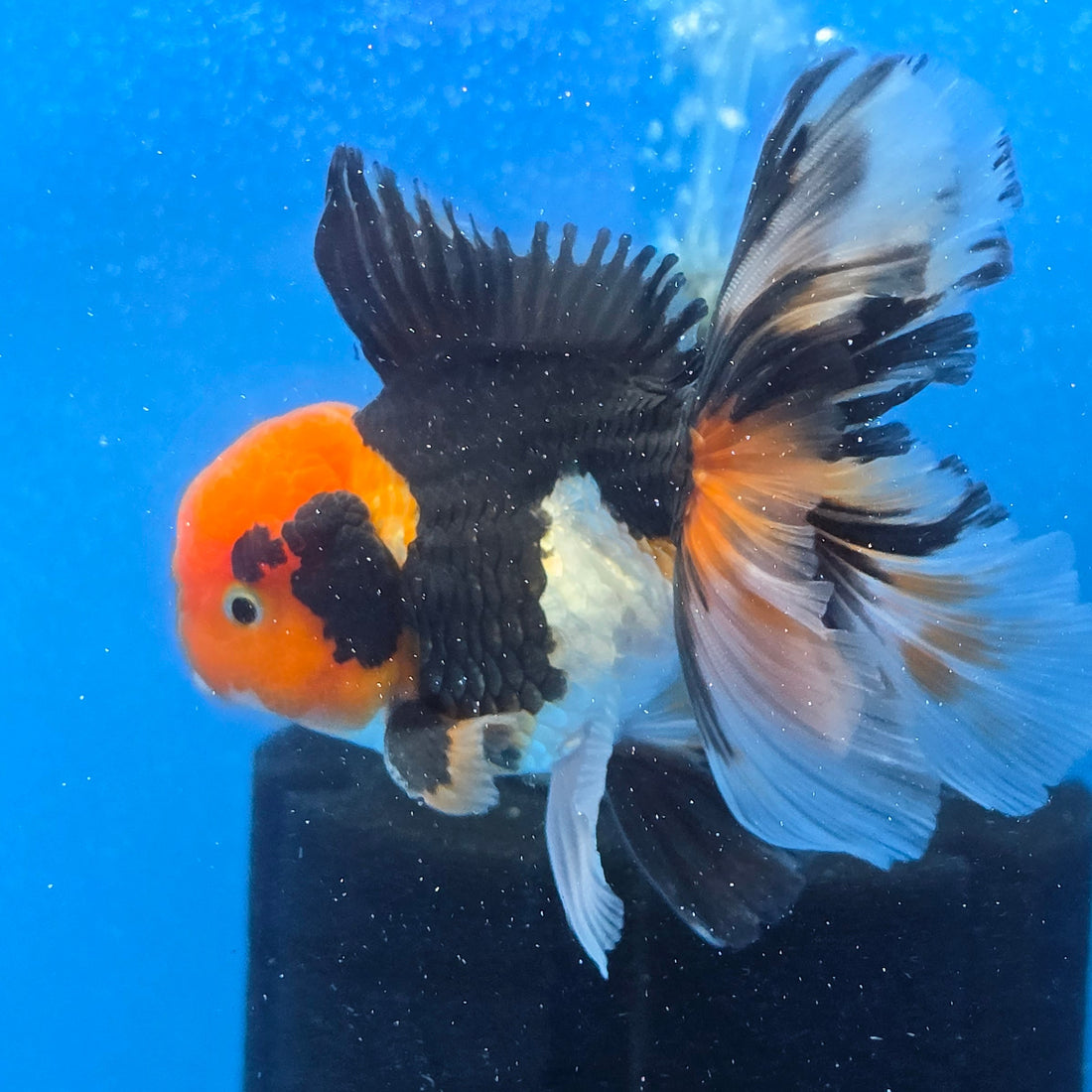Thai Oranda Red Cap Panda Color 3.3 in Body Male (FEB-536)R3A03