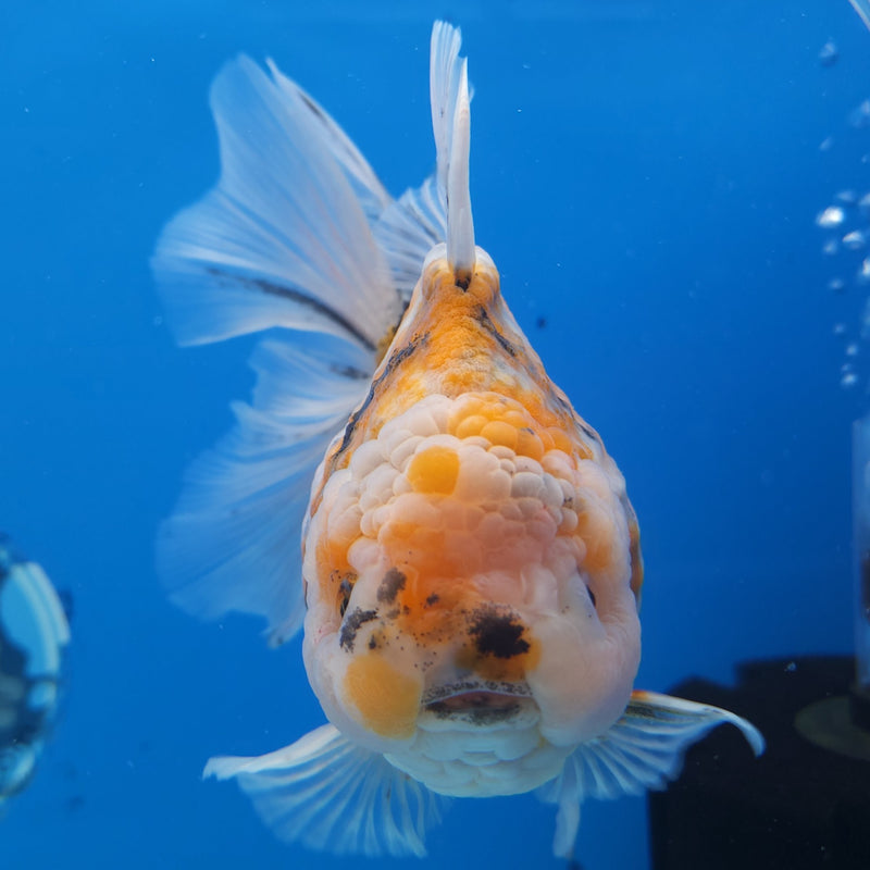 Thai Jumbo Red Tiger Orchid Tail Oranda by NK THAILAND 5.00 inch Body (NKT-FEB-367)