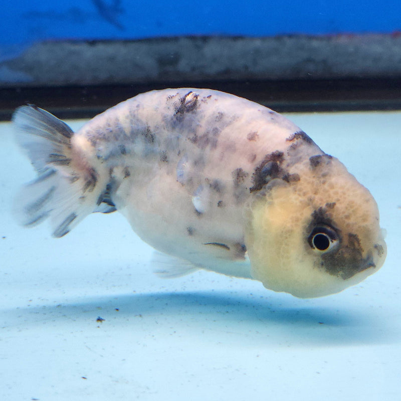 Thai Ranchu White Tiger 2.5in Female (FEB-343)R3A14