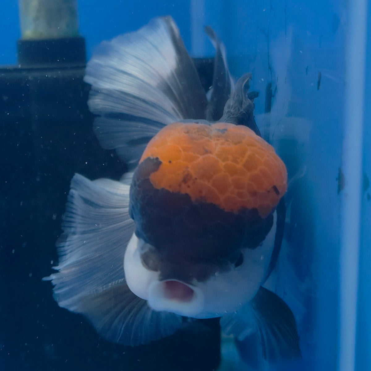 Thai Oranda Red Cap Panda 3.5" Body Male (FEB-751)R2B07