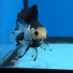 Thai Oranda Panda 2.8 in Body Female (FEB-528)R3A06