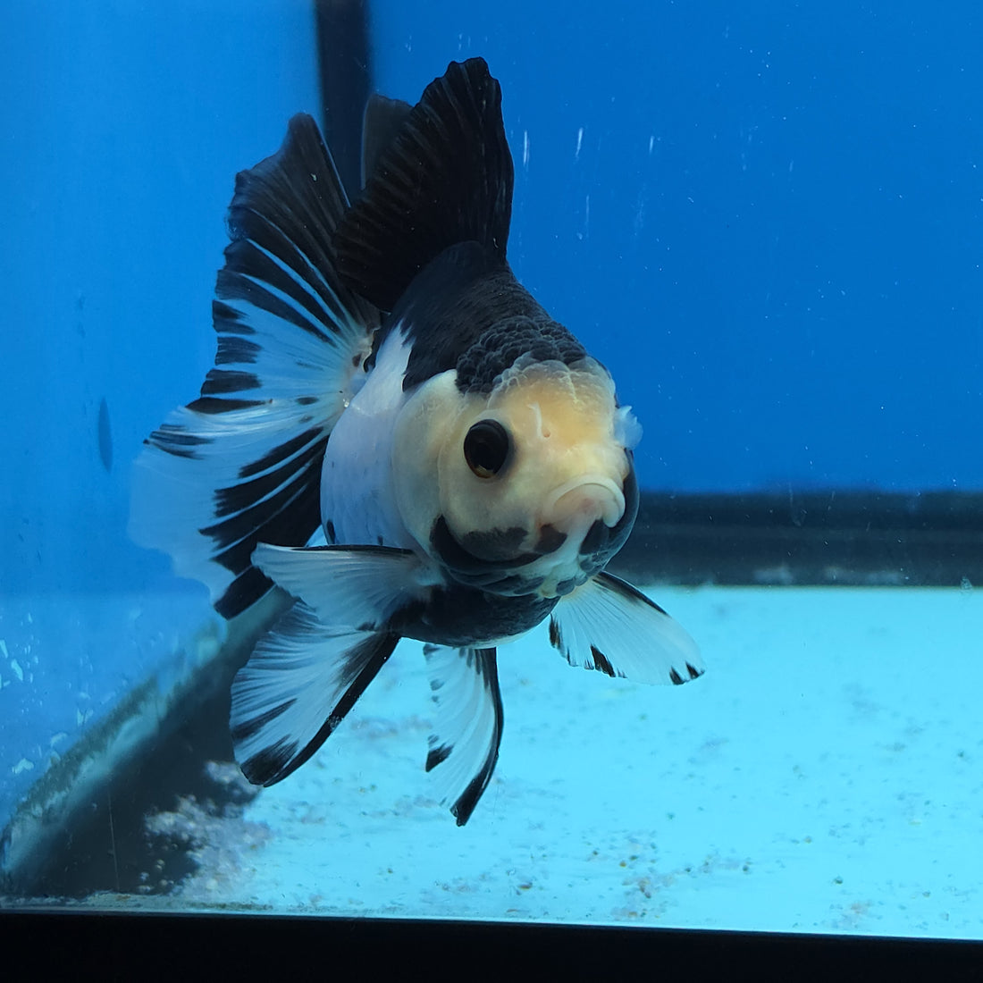Thai Oranda Panda 2.8 in Body Female (FEB-528)R3A06
