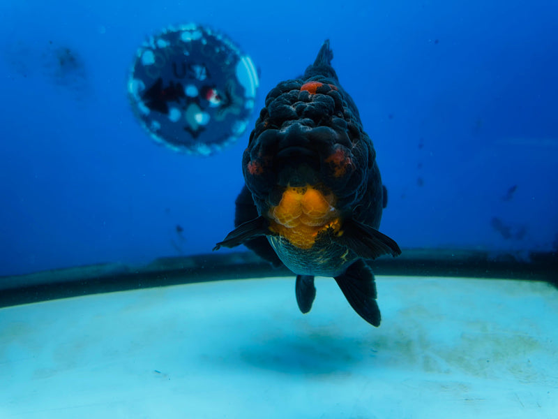 Thai Premium Jumbo Apache Giant Breed 5.00 inch Body Oranda (CRP-JO1005)