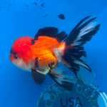 Thai Oranda Tri-Color 3.0” Male(FEB-629)R1A09