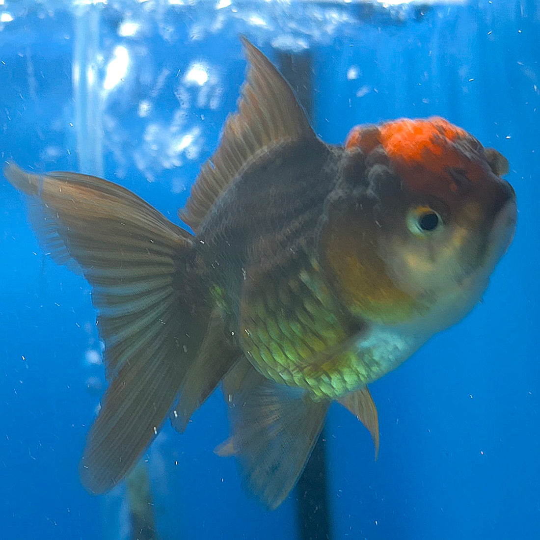 Thai Oranda Apache 2.5” Male(FEB-633)R3B15