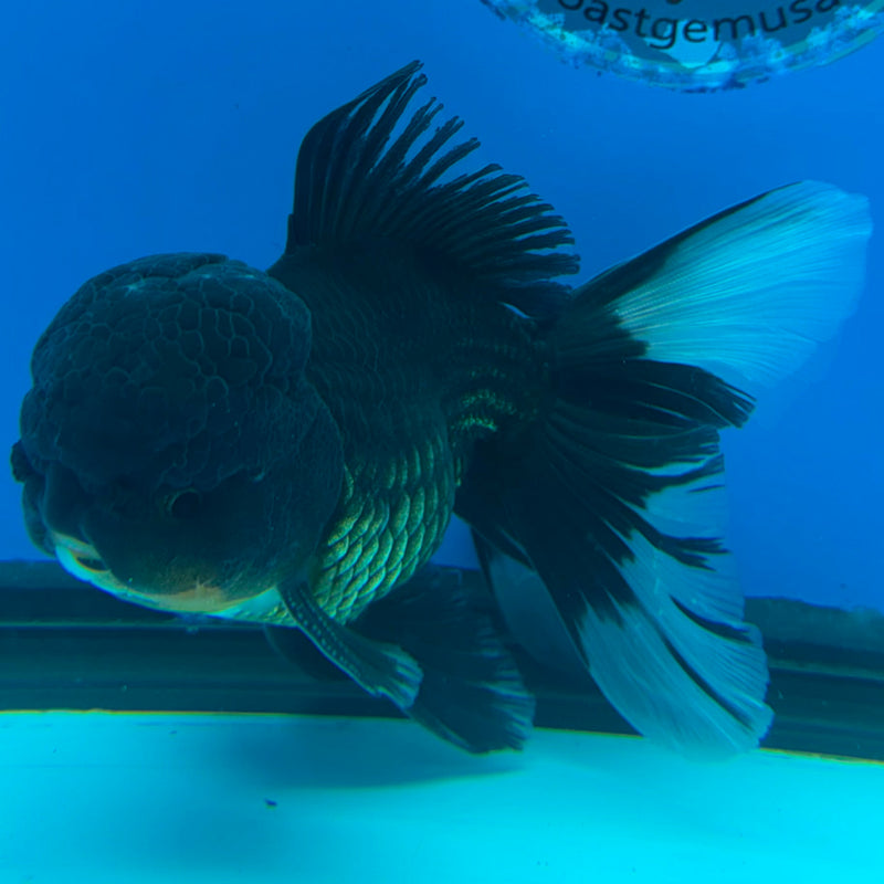Thai Oranda Super Black 3.5" Female(FEB-425)R2A01