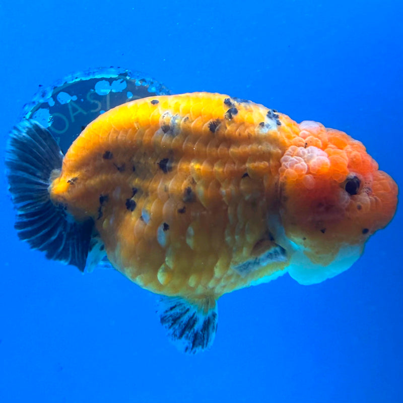 Thai Red Tiger Jumbo Ranchu Dragon Head 4” Body Female(FEB-389) SHOWTANKB
