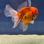 Thai Oranda Tiger Sakura 4.00" Body Male (FEB-734)SHOWTANKB