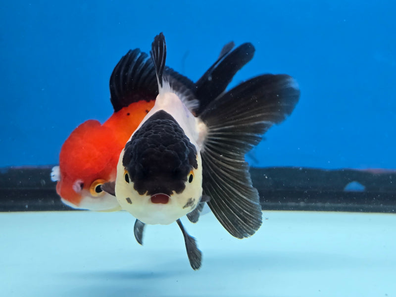 Thai Panda Oranda 2.50 inch Body Male (NNN-2071)R4B02