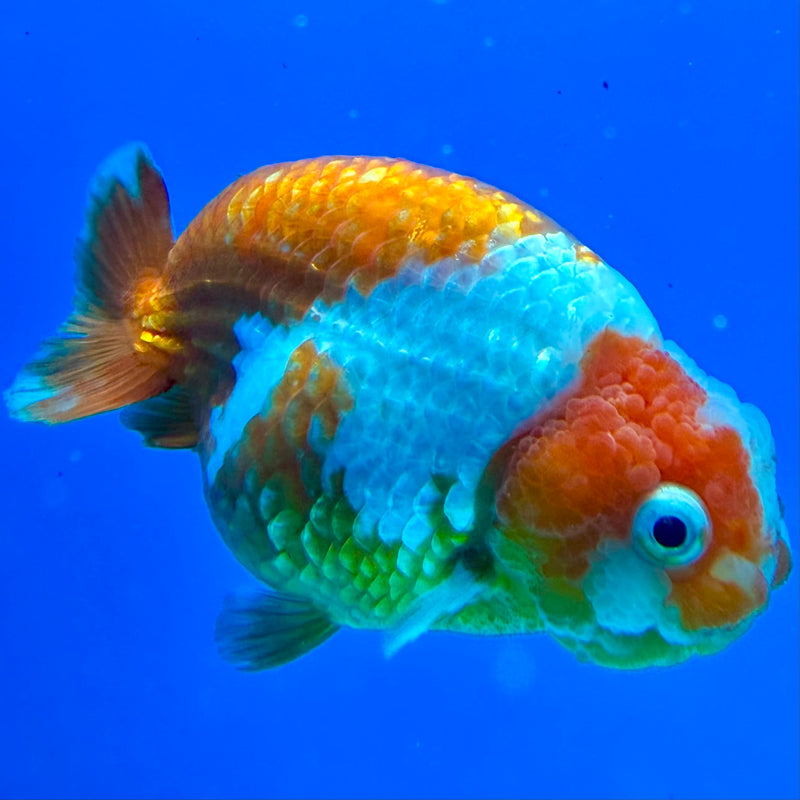 Thai Ranchu Red & White Platinum 4in Female (FEB-443)BLUETUBA