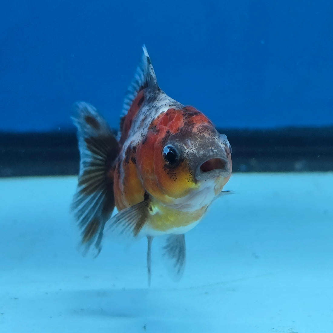 Thai Oranda Calico Shogun Farm 2.5" Body Female 6mths(FEB-581)R3B02