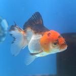Thai Oranda Tri-Color 2.5” Female(FEB-664)R3B04
