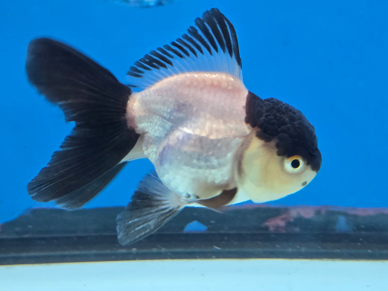 Thai Panda Oranda 2.50 inch Body Male (NNN-2071)R4B02