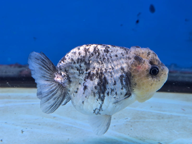 Thai White Tiger Ranchu 3.00 inch Body Female (NNN-2065)R1A05