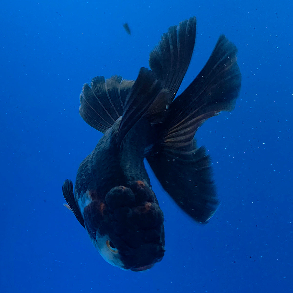 Thai Oranda Red Cap Apache 3.00" Body Male (FEB-794)R1B03