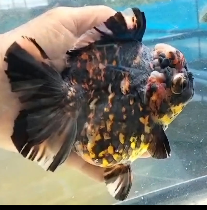 Thai Jumbo Black Tiger Orchid Tail Oranda by NK THAILAND 5.00 inch Body (NKT-JO2058)