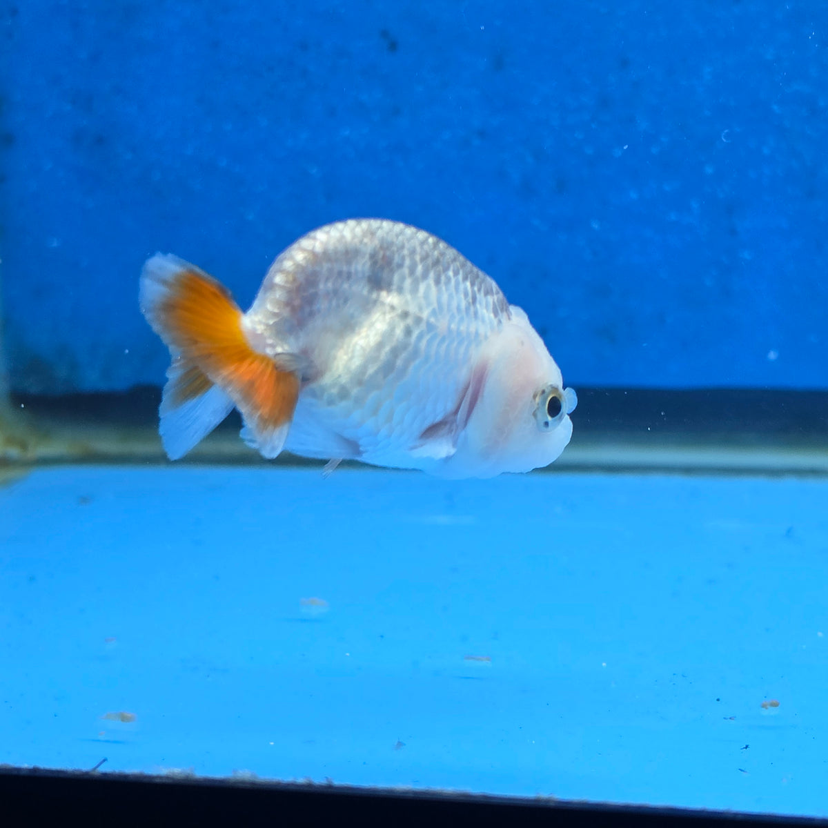 Thai Ranchu Red and White 2.00" Body Female (FEB-866)R2B02