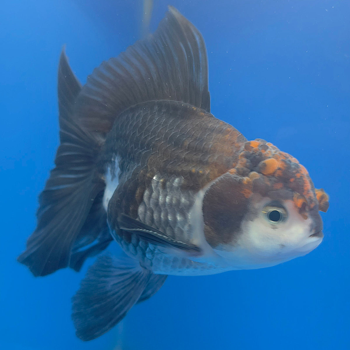 Thai Oranda Red Cap Apache 3.00" Body Male (FEB-796)R1B03