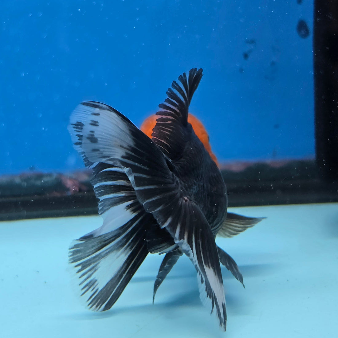 Thai Oranda Red Cap Black 3.5” Female(FEB-727)R1B07