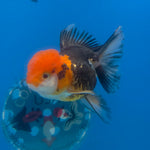 Thai Oranda Apache 3.5” Female(FEB-716)R1A07