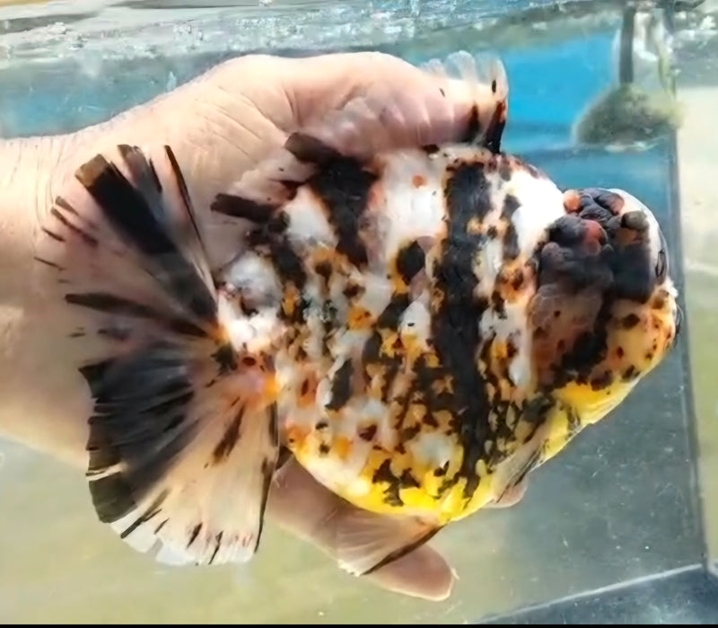 Thai Jumbo Tri Color White Tiger Orchid Tail Oranda by NK THAILAND 5.00 inch Body (NKT-JO2045)