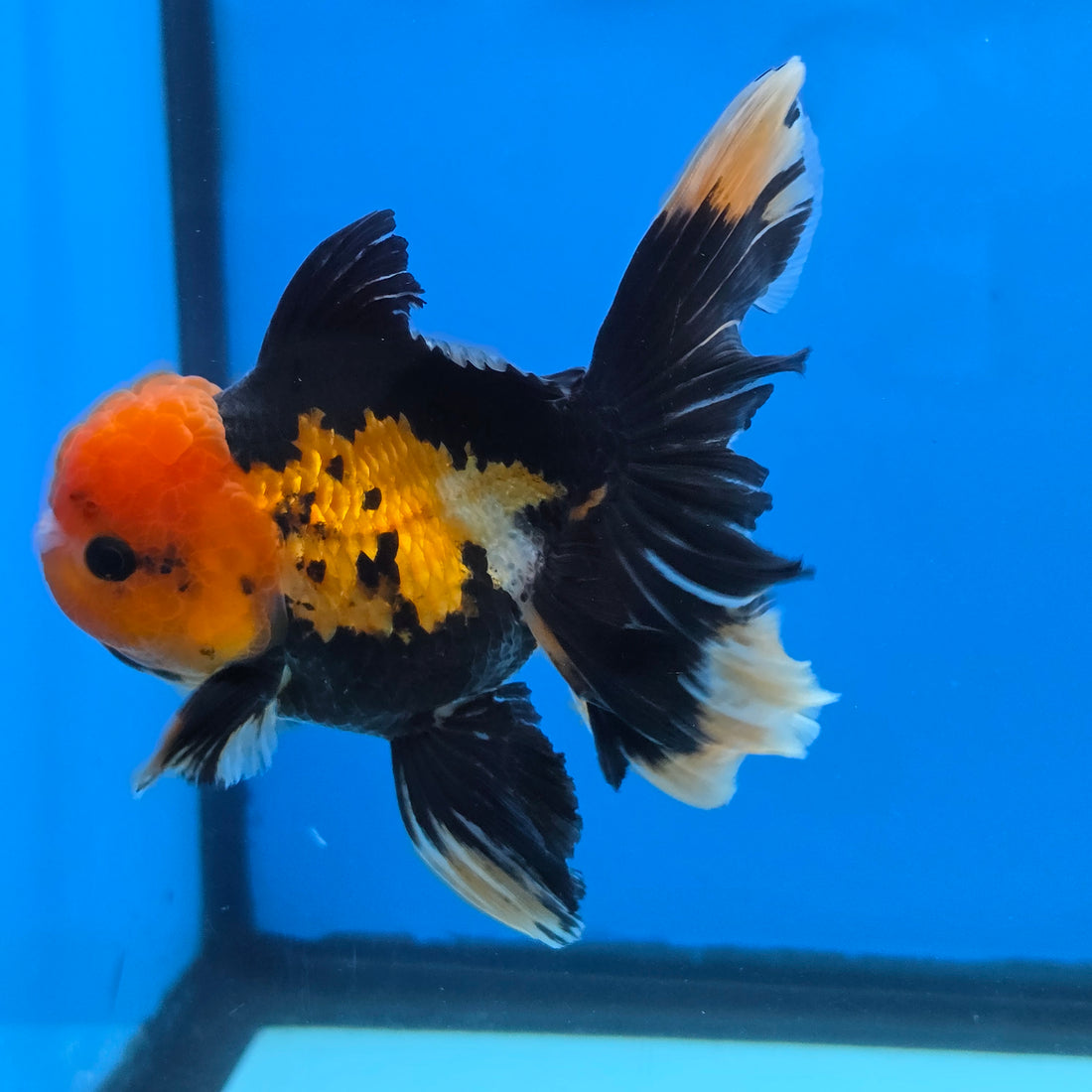 Thai Oranda Apache 4" Body male 9mths(FEB-575)R2A02