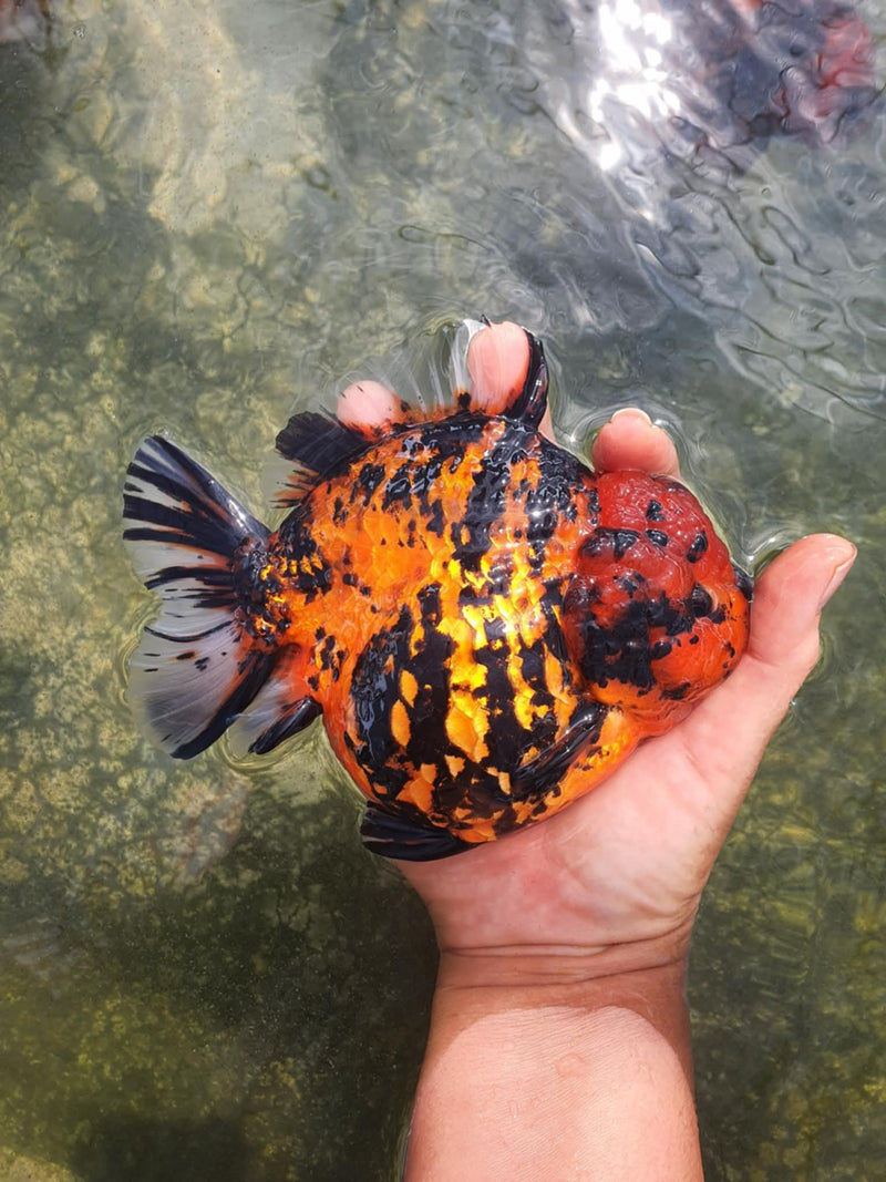 Thai Jumbo Red Tiger Calico Yuanbao Oranda 4.50 inch Body (CRP-JO1050)