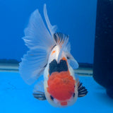 Thai Oranda Red Cap Tri-Color 3.00" Body Female (FEB-806)