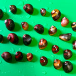 Red Racer Nerite Snail (Vittina waigiensis)
