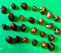 Red Racer Nerite Snail (Vittina waigiensis)