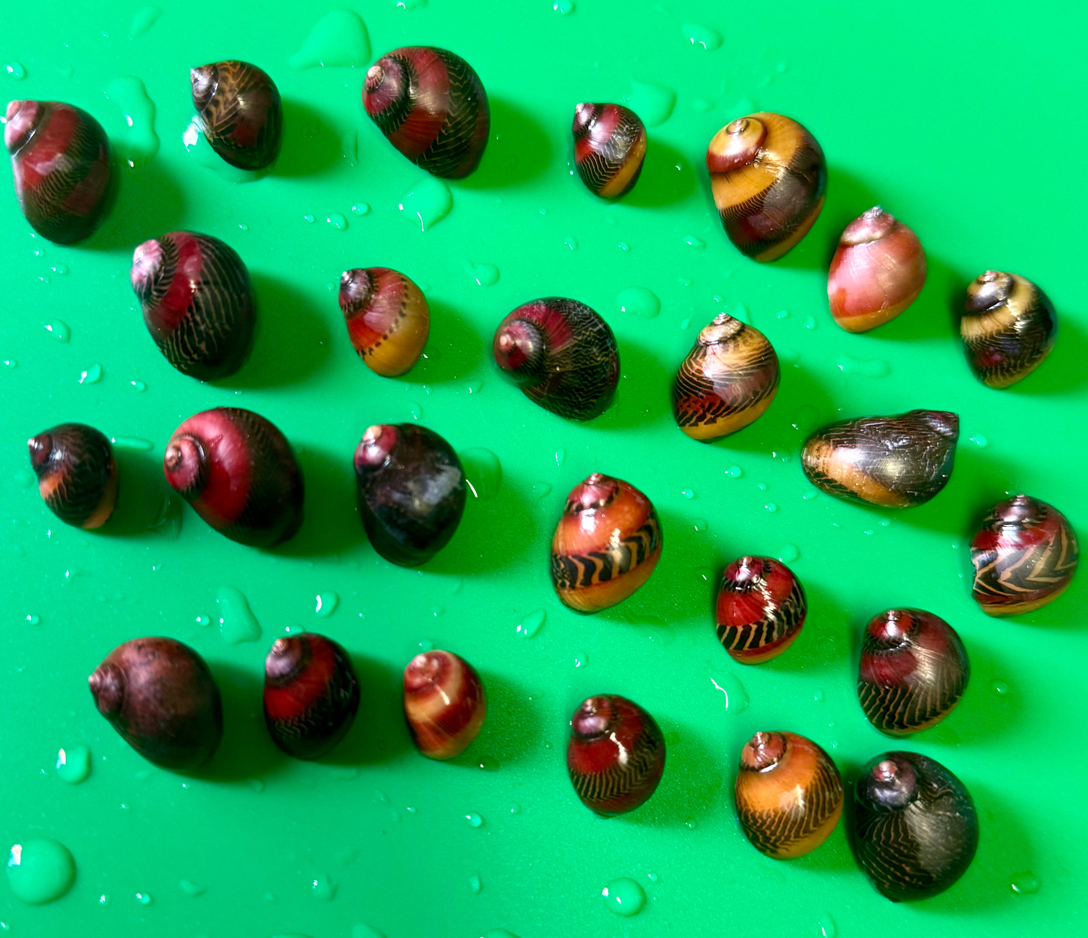 Red Racer Nerite Snail (Vittina waigiensis)