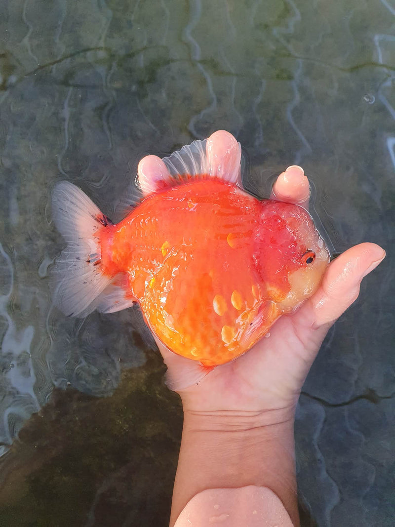 Thai Jumbo Sakura Yuanbao Oranda 4.50 inch Body (CRP-JO1047)