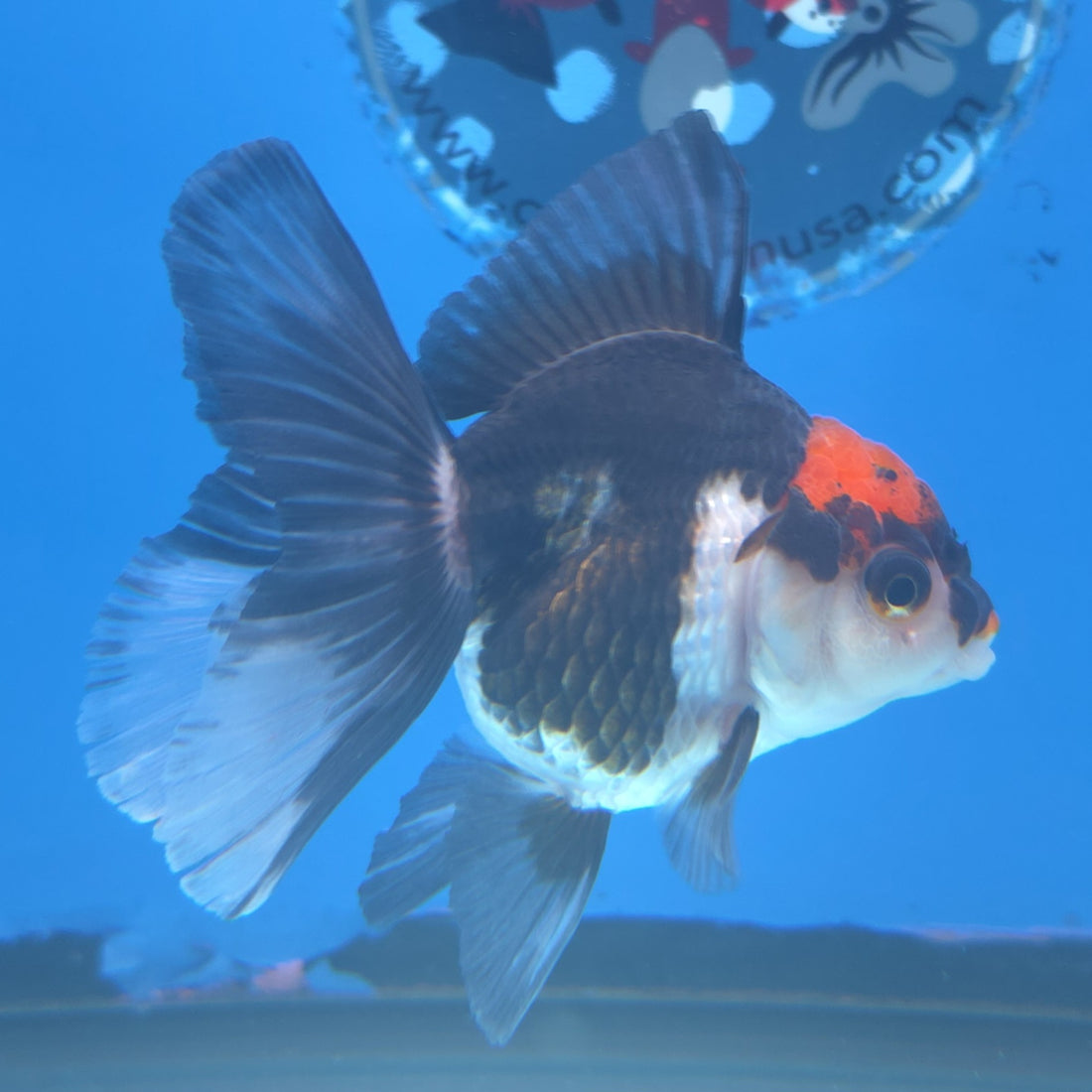 Thai Oranda Red Cap Panda 2.5” Female(FEB-661)R3B04