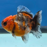 Thai Oranda Calico Shogun Farm 3" Body Female 6mths(FEB-580)R3B02