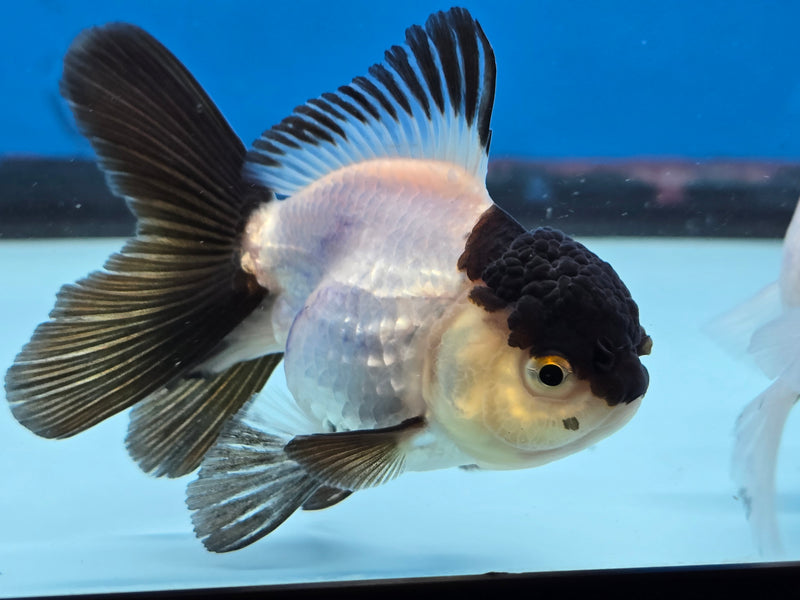 Thai Panda Oranda 2.50 inch Body Male (NNN-2071)R4B02