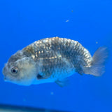 Thai Ranchu 2.50" Body Female (FEB-864)R2B03