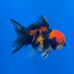 Thai Oranda Tri-Color 2in Male (FEB-551)R3B17