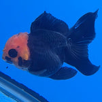 Thai Oranda Apache Red Cap Black 2in Female (FEB-549)R3B17