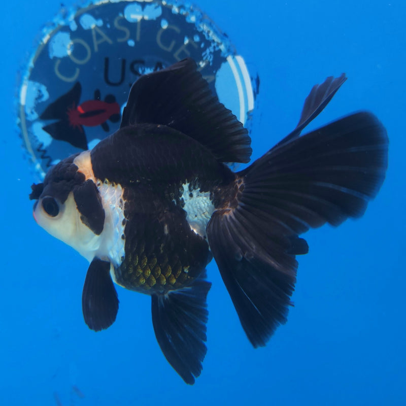 Thai Oranda Panda 3” Female (FEB-257)R3A04