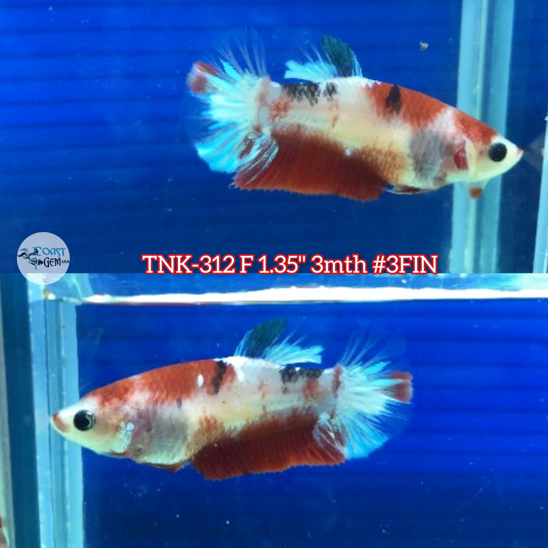 Live Female Betta Classic Red Koi Plakad (TNK-312) S274 High quality what you see what you get!!