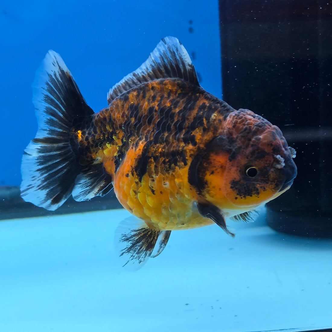Thai Oranda Tiger Shogun Farm 3.5" Body Female 8mths(FEB-555)R3A02
