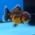 Thai Oranda Tiger Shogun Farm 3.5" Body Female 8mths(FEB-555)R3A02