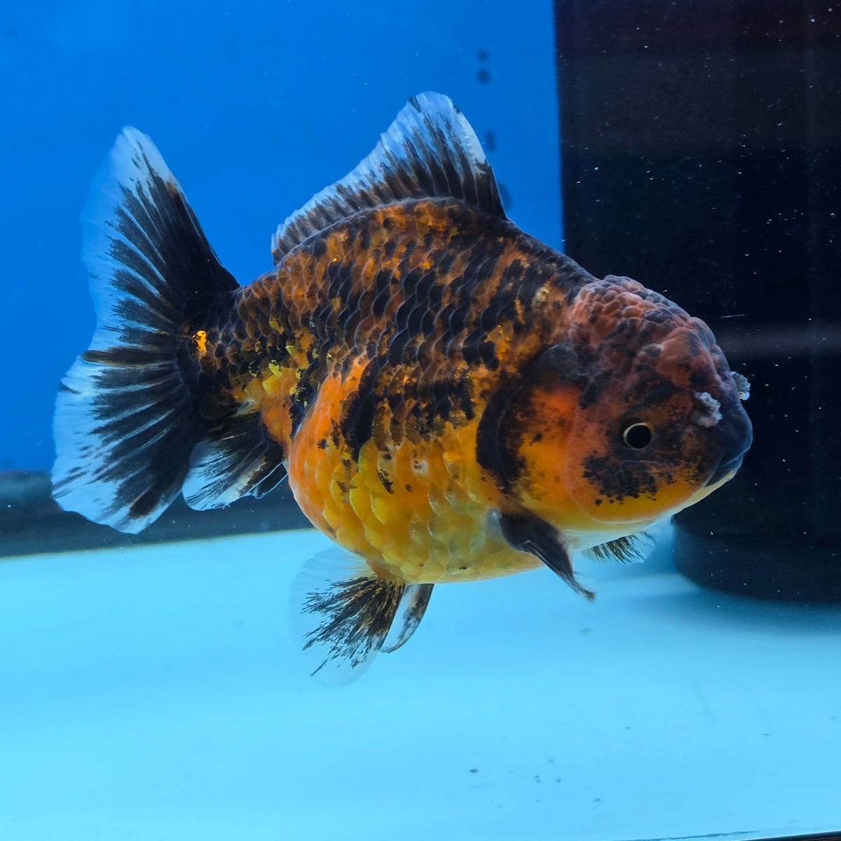 Thai Oranda Tiger Shogun Farm 3.5" Body Female 8mths(FEB-555)R3A02