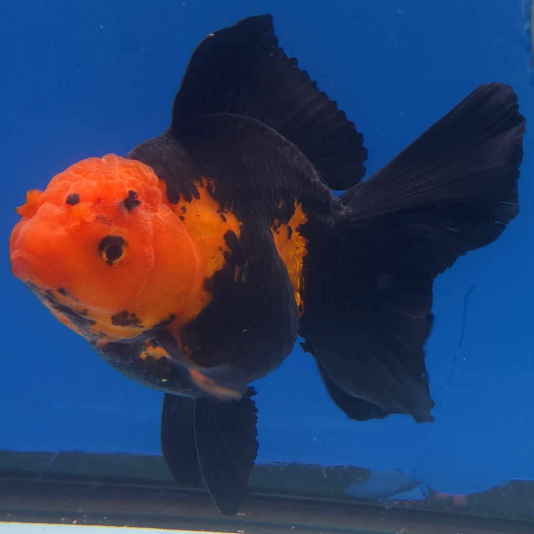 Thai Oranda Apache 3.5in Female (FEB-221)R2A16